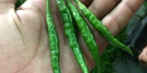 Fresh Green Chilli
