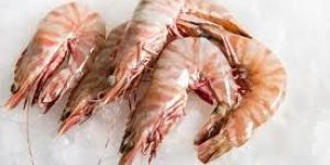 Tiger Prawn