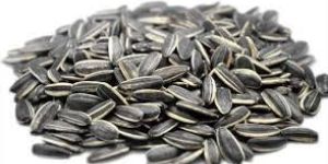 Sunflower Seed