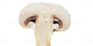 Mushroom Slice