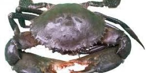 Mud Crab
