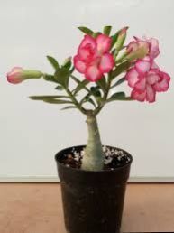 Adenium Plant