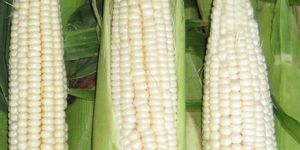 White Corn