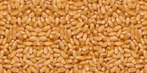 Lokwan Wheat