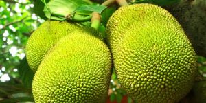 Fresh Jackfruit