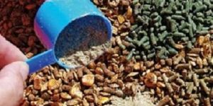 Veterinary Feed Supplements