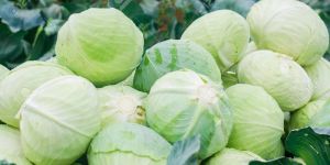 Fresh Cabbage