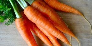 Fresh Carrot