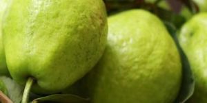 Fresh Guava