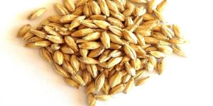 Barley Grain