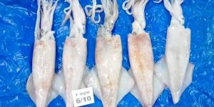 Frozen Semi Needle Squid