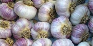 Fresh Garlic