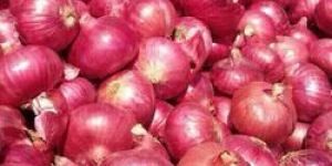 Fresh Red Onion