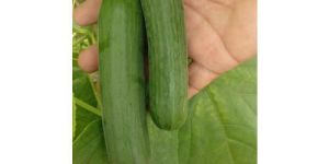 Seedless Cucumber