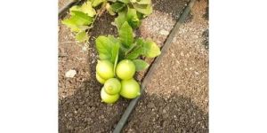 Seedless Lemon Plant