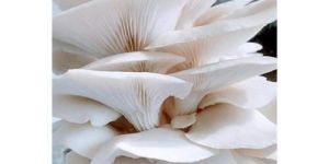 Fresh Oyster Mushroom
