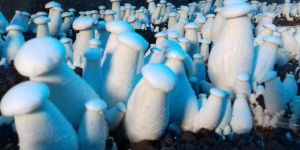 Milky Mushroom Spawn