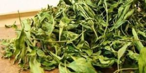 Organic Stevia Dry Leaf