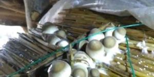 Paddy Straw Mushroom