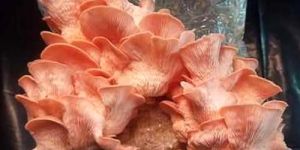 Pink Oyster Mushroom