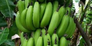 Green Banana