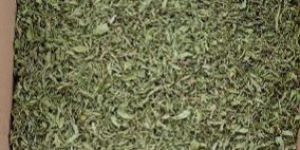 Stevia Leaves