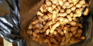 Groundnut Seed