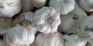 Fresh Garlic