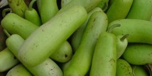 Fresh Bottle Gourd