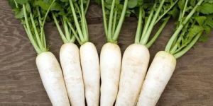 Fresh Radish