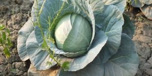 Fresh Cabbage