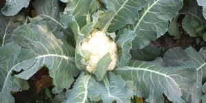 Fresh Cauliflower