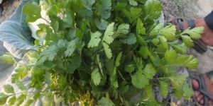 Fresh Coriander