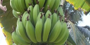 Fresh Green Banana