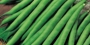 Fresh Green Beans