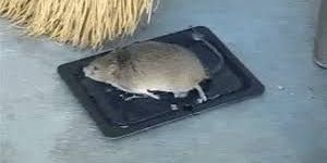 Mouse Glue Trap