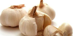 Organic Garlic