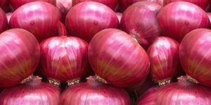 Organic Red Onion