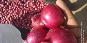 Big Red Onion