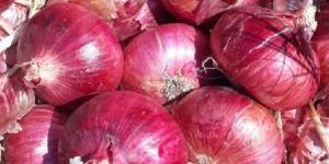 Fresh Red Onion