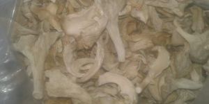 Natural Dry Oyster Mushroom