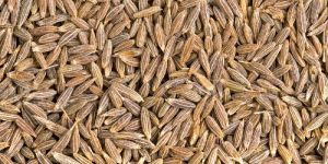 Cumin Seeds