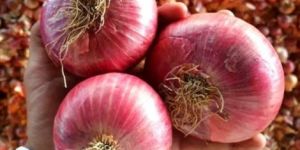 Big Size Onion