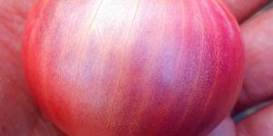 Pink Onion