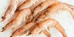 Prawn Fish