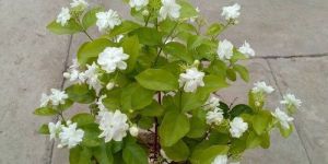 White Jasmine Flower