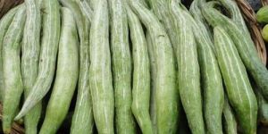 Fresh Snake Gourd