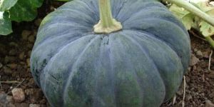 F1 Hybrid Pumpkin Seeds