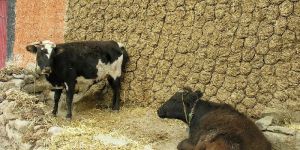 Cow Dung