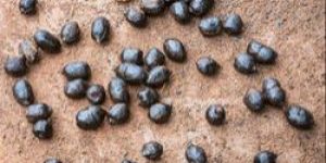 Goats Dung
